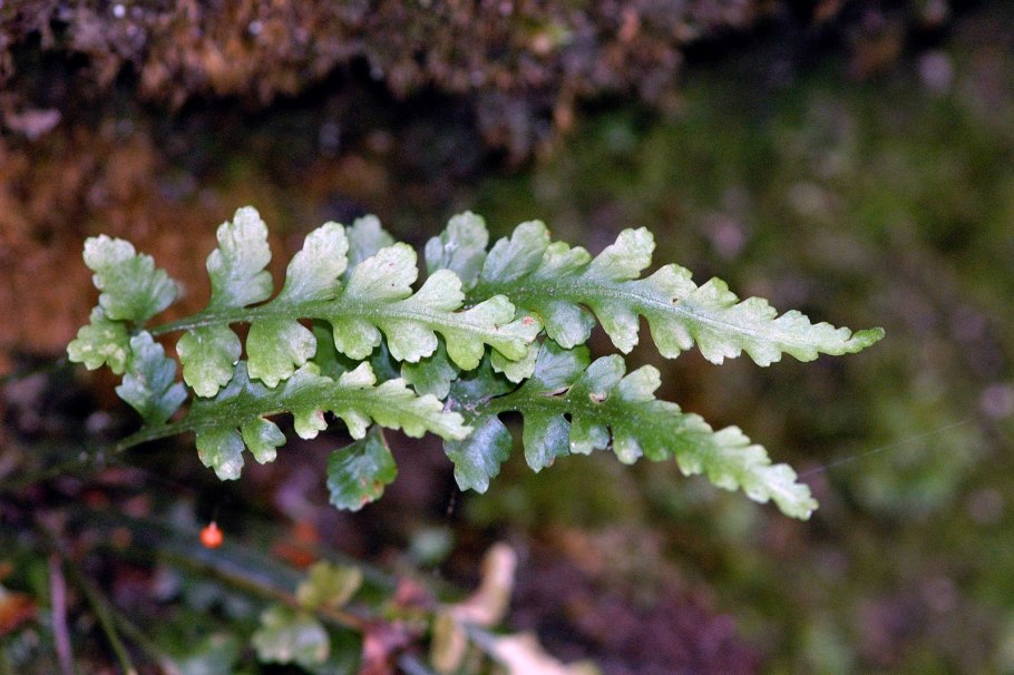 Костенец рута постенная — Asplenium Ruta-muraria.