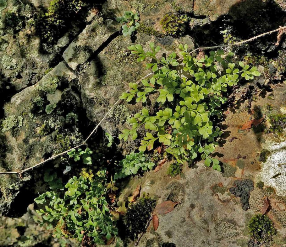 Asplenium ruta muraria