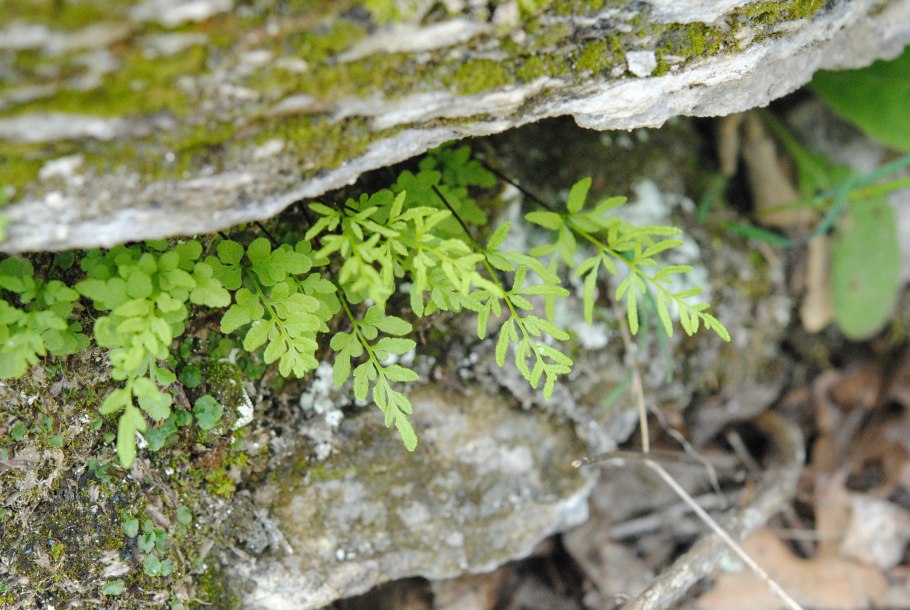 Asplenium Ruta-muraria