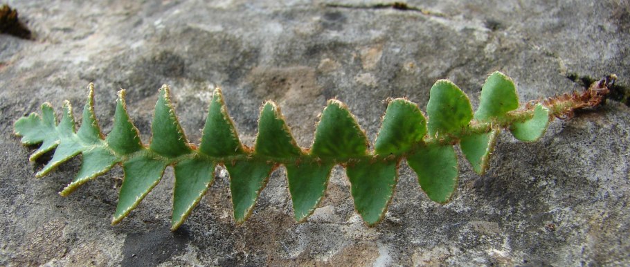 Папоротник Костенец Степной