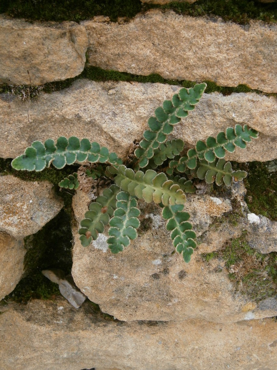 Асплениум зеленый