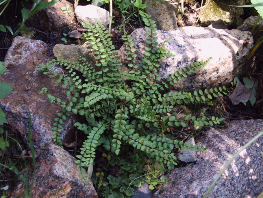 Асплениум луковиценосный (Asplenium bulbiferum)