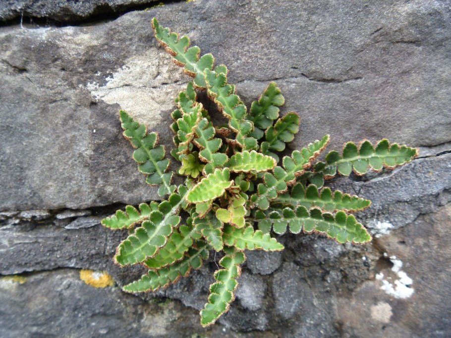 Папоротник Tectaria hilocarpa