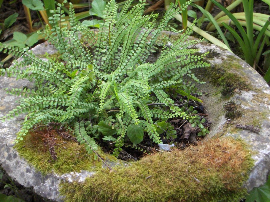 Асплениум северный папоротник