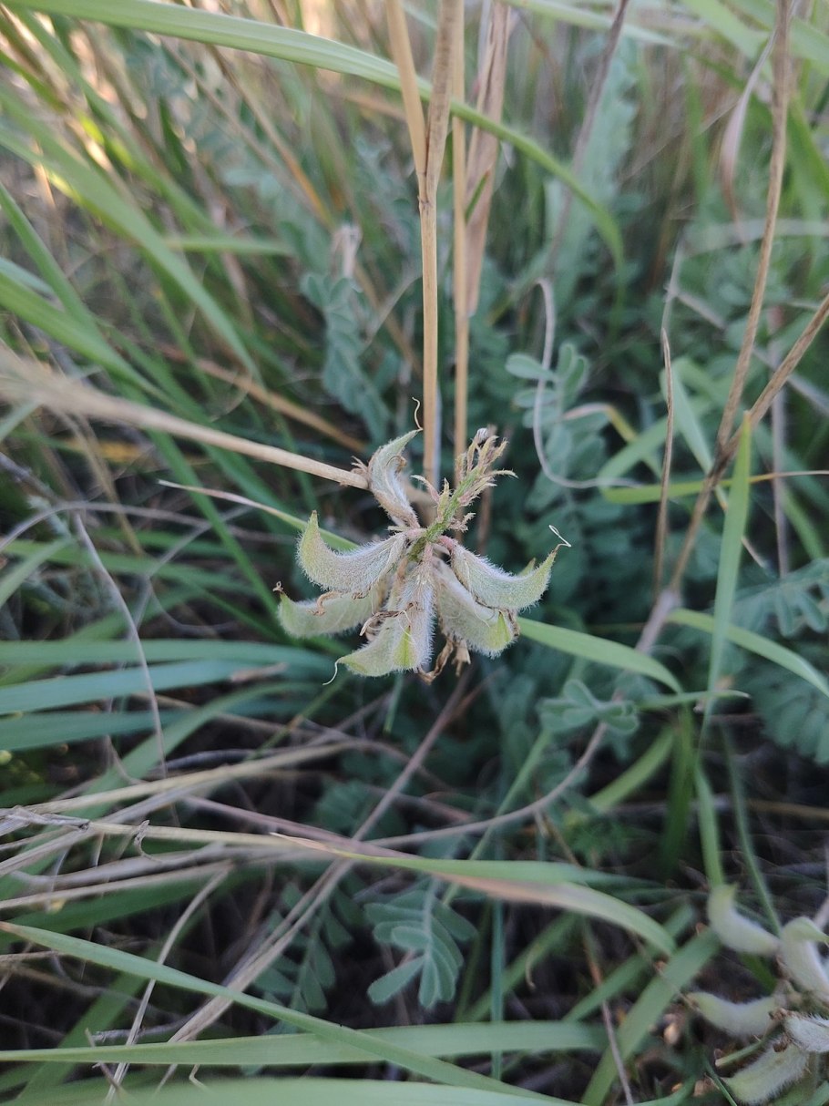 Астрагал розовый