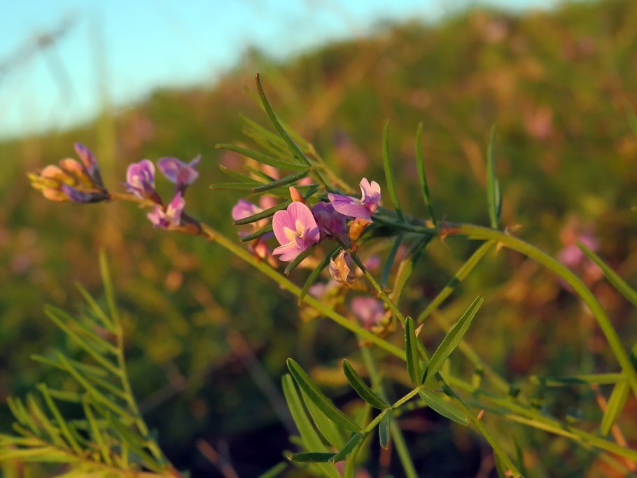 Астрагал австрийский (Astragalus austriacus Jacq.)