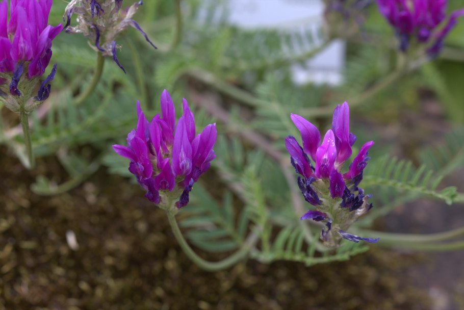 Астрагал длиннолистный