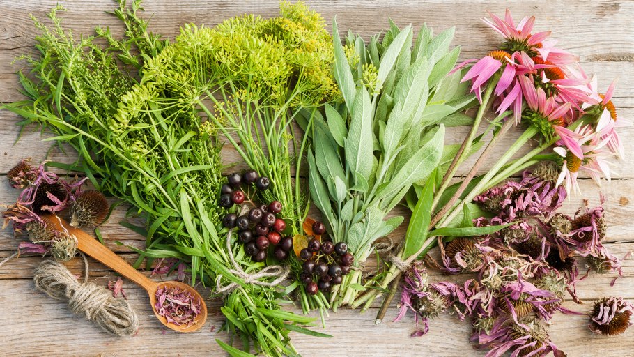 Лекарственные растения