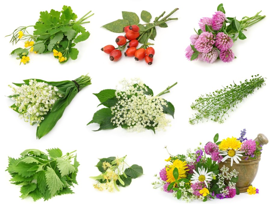 Крапива пикульниколистная (Urtica galeopsifolia)