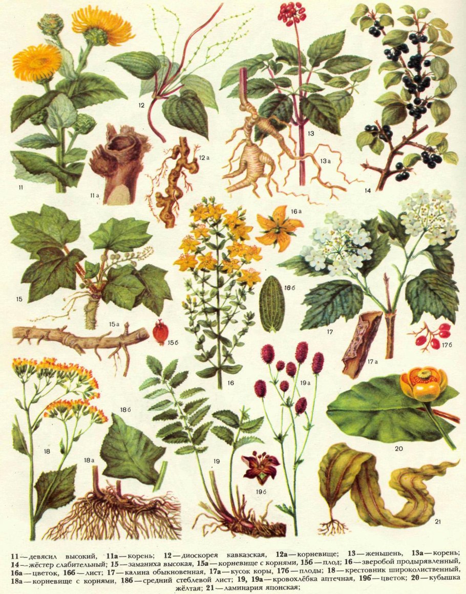 Лекарственные травы фитотерапия