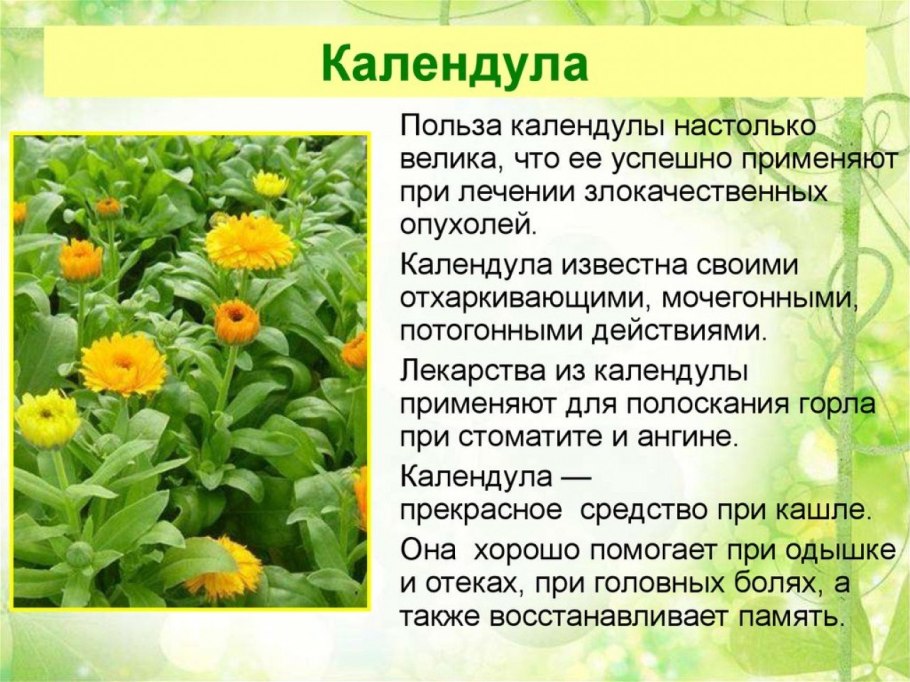 Целебные травы