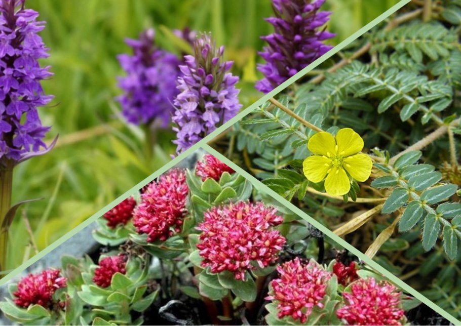 Лесные лекарственные травы