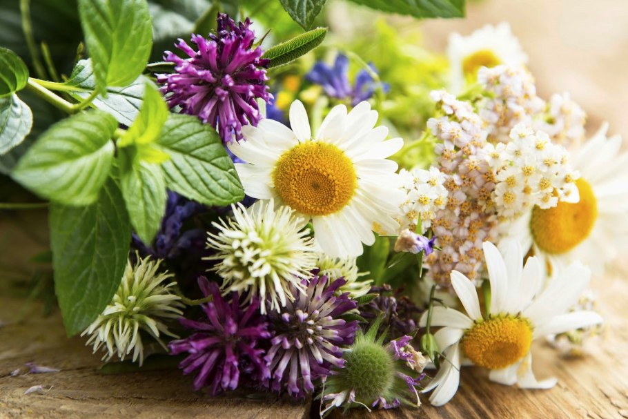 Травник лекарственные растения