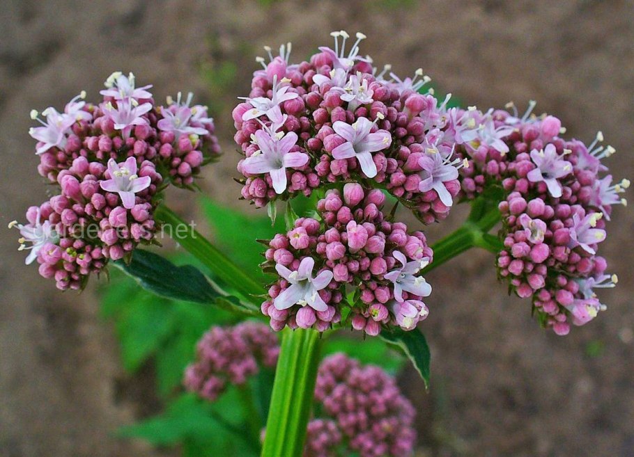 Шалфей (Salvia)