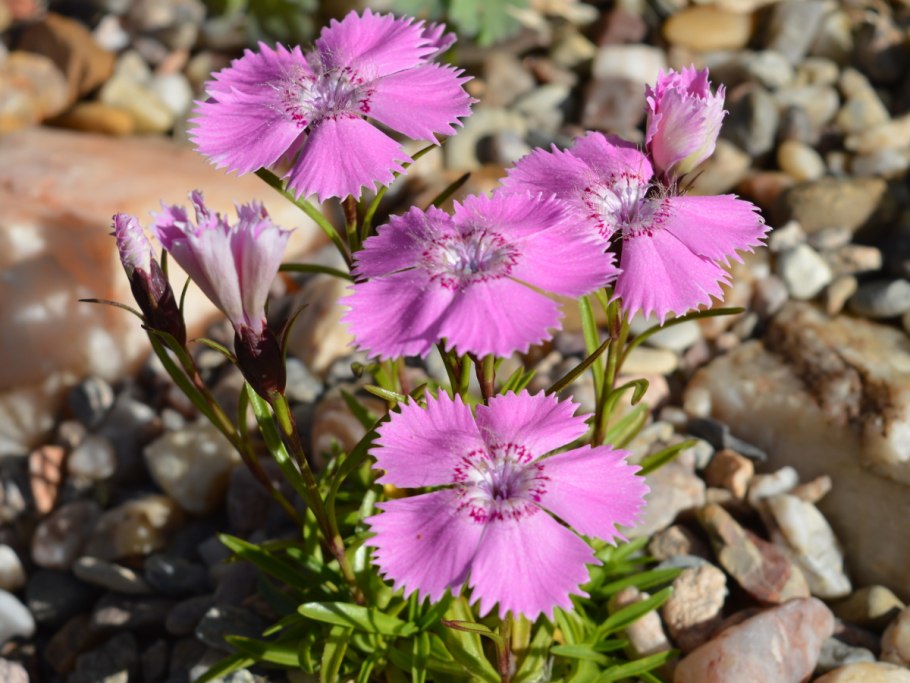 Гвоздика травянка Альпийская