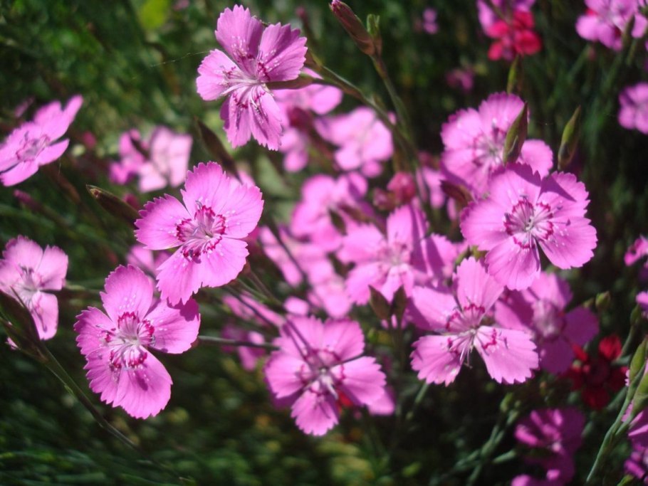 Гвоздика Альпийская Dianthus Alpinus
