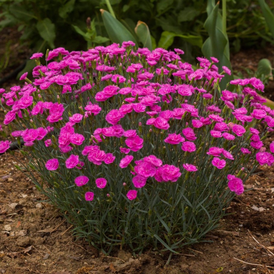 Гвоздика Dianthus Alpinus