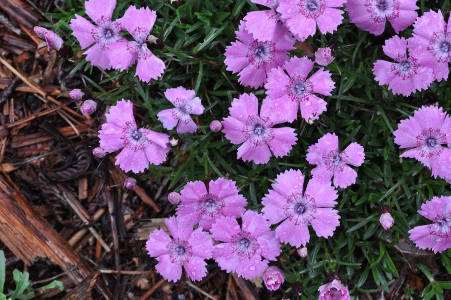 Гвоздика Альпийская грезы
