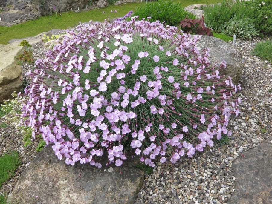 Гвоздика Альвуда Альпийская