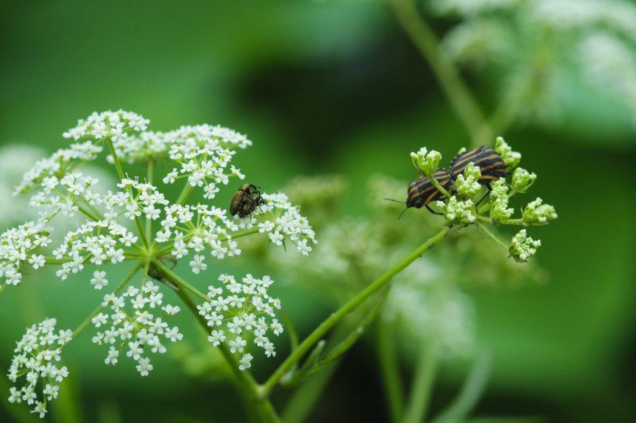 Бедренец Крымский