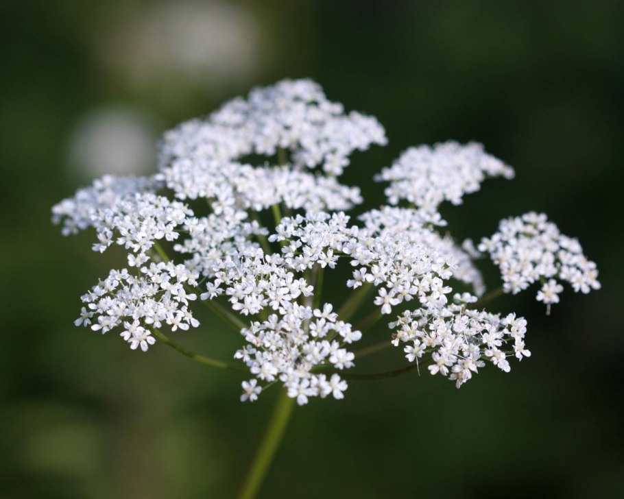 Бедренец камнеломковый (Pimpinella Saxifraga)