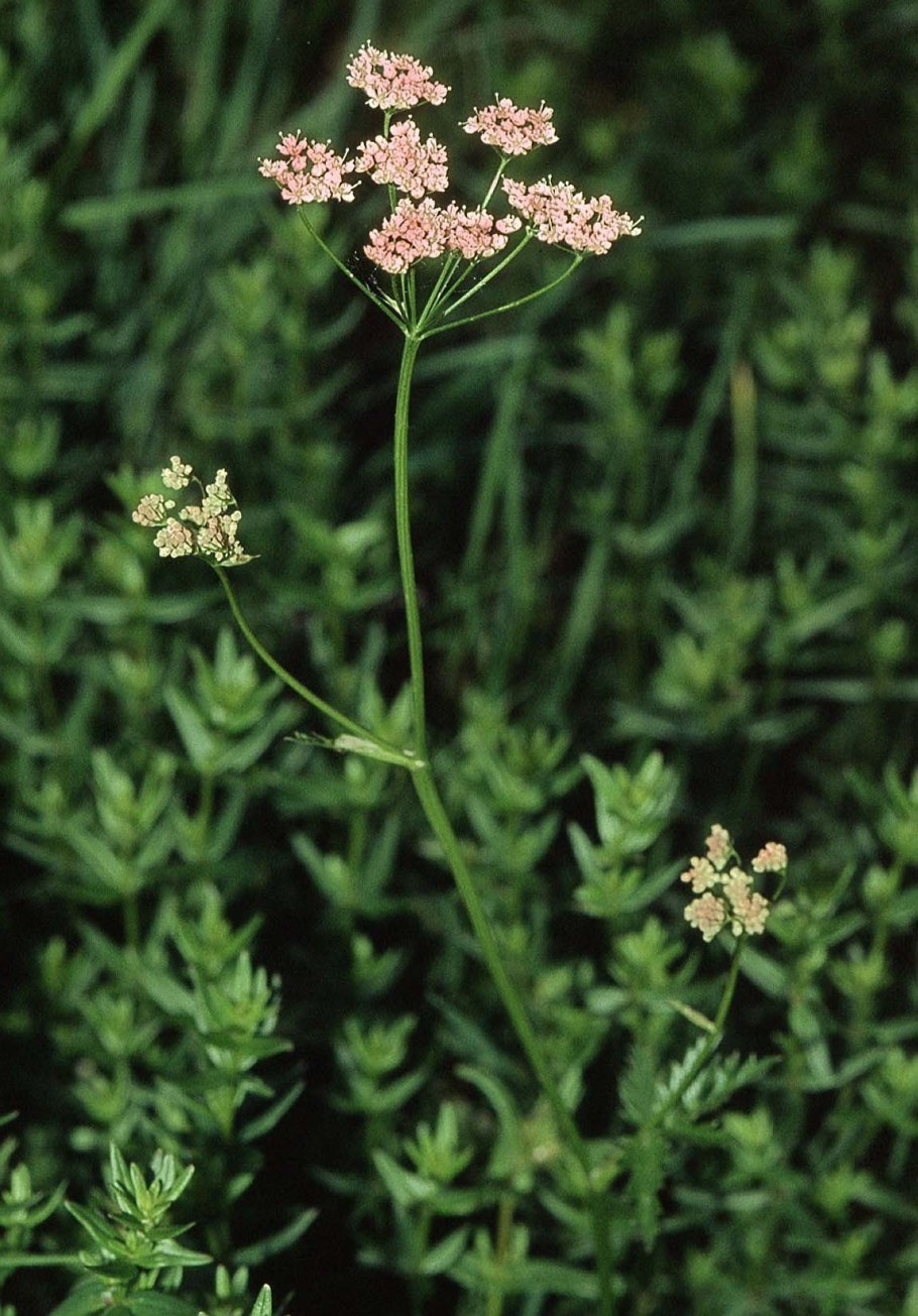 Бедренец-камнеломка (Pimpinella Saxifraga)