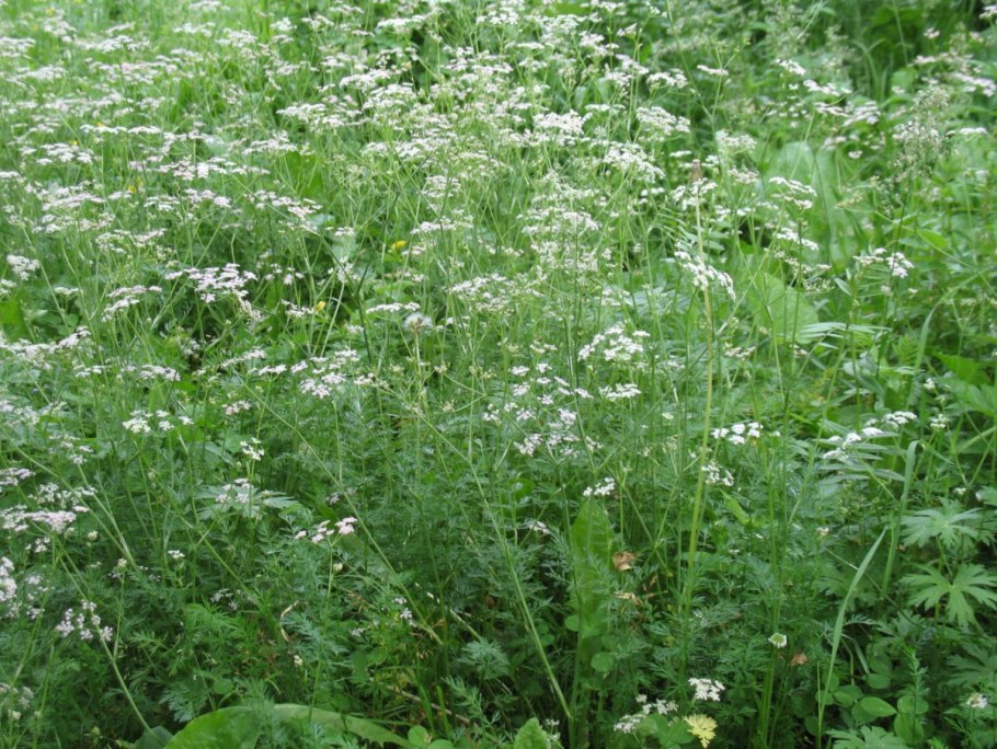 Купырь Луговой