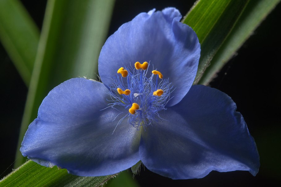 Стилидиум Хищные растения