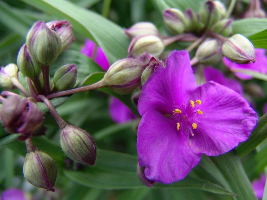 Саринарус дарвини