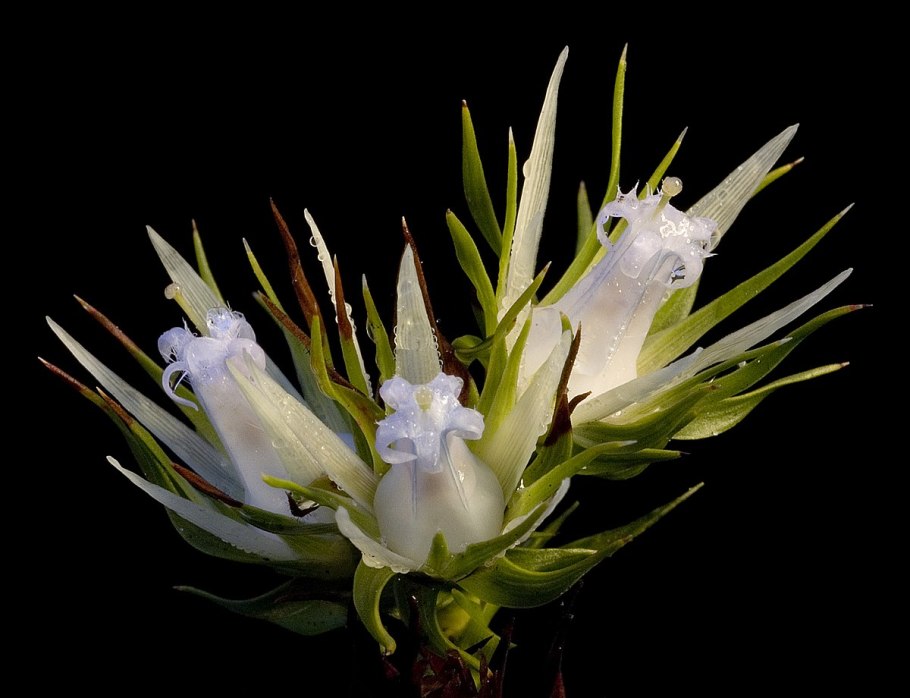 Андерсония крупнолистная