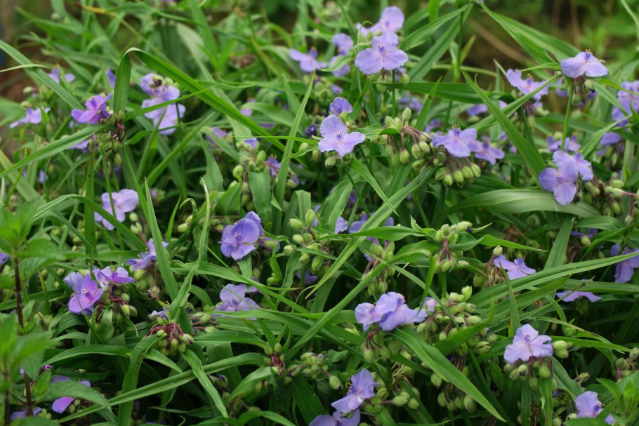 Традесканция andersoniana