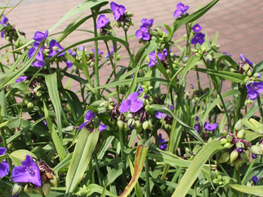 Традесканция Андерсона Билберри айс