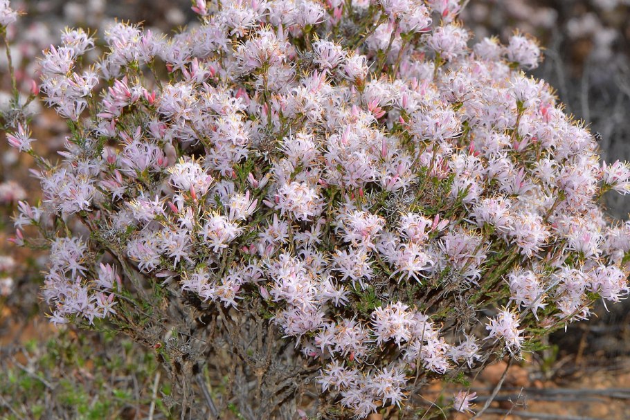 Андерсония цветы