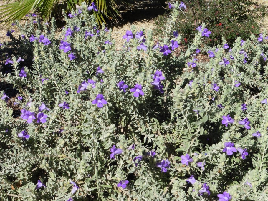 Керадрения подобная