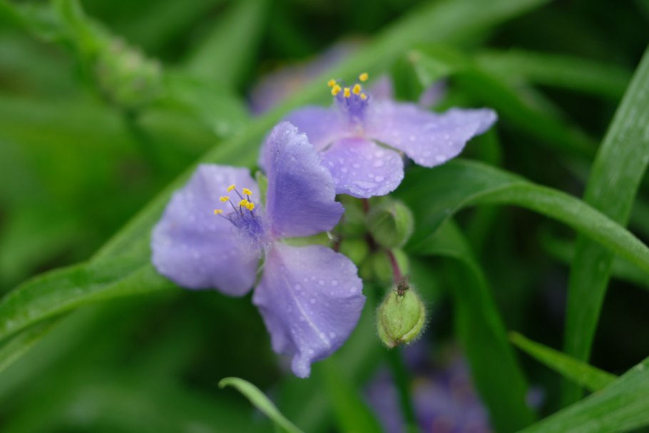 Розетка ботаника