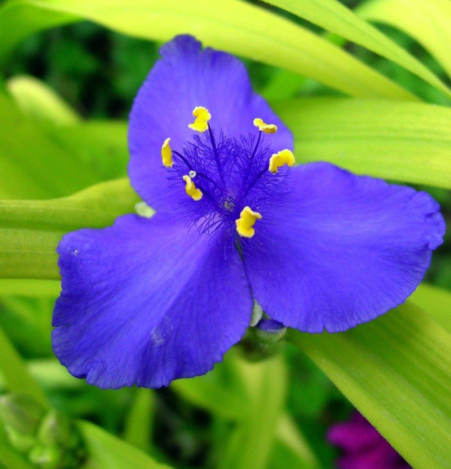 Традесканция виргинская драгоценные каменья