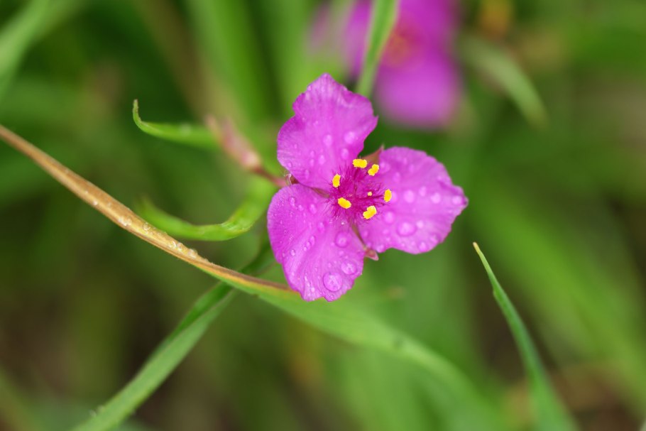 Бодяк бесстебельный