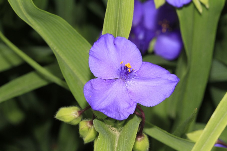 Растение сандерсония