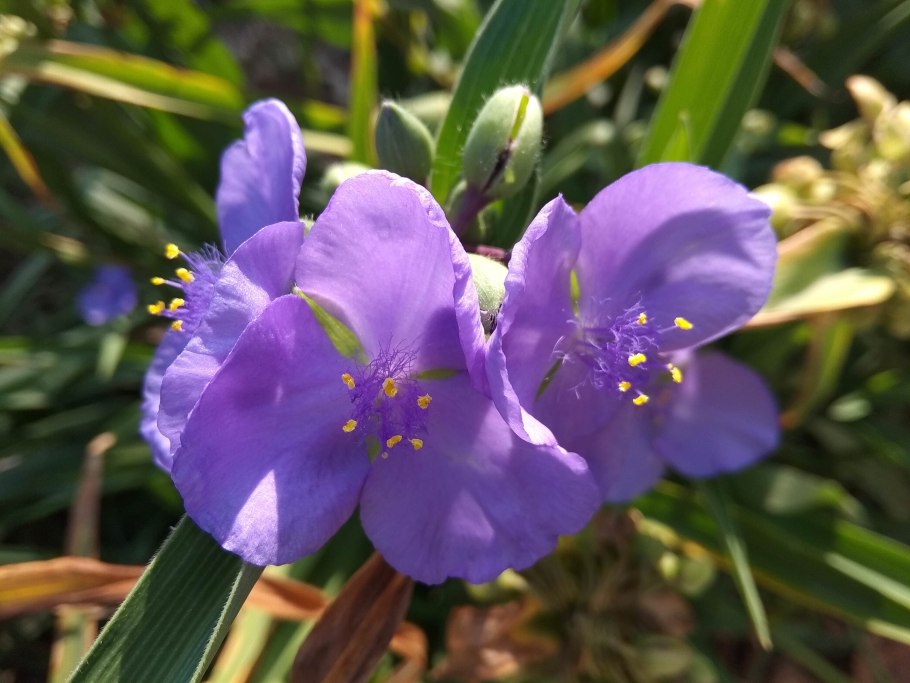 Памела Андерсон 2005