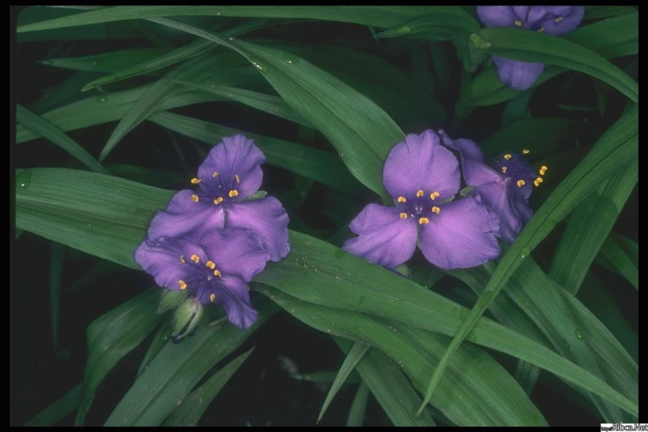 Лягушка Андерсона