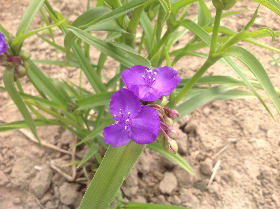 Семейство Верескоцветные