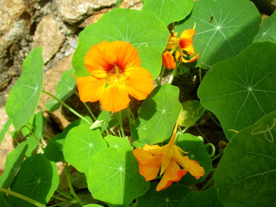 Настурция цветок