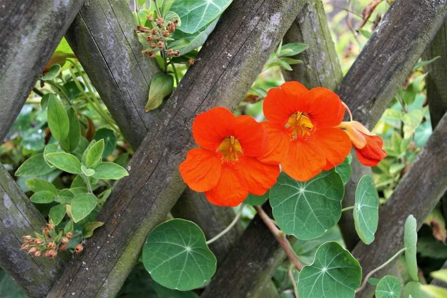 Настурция капуцин