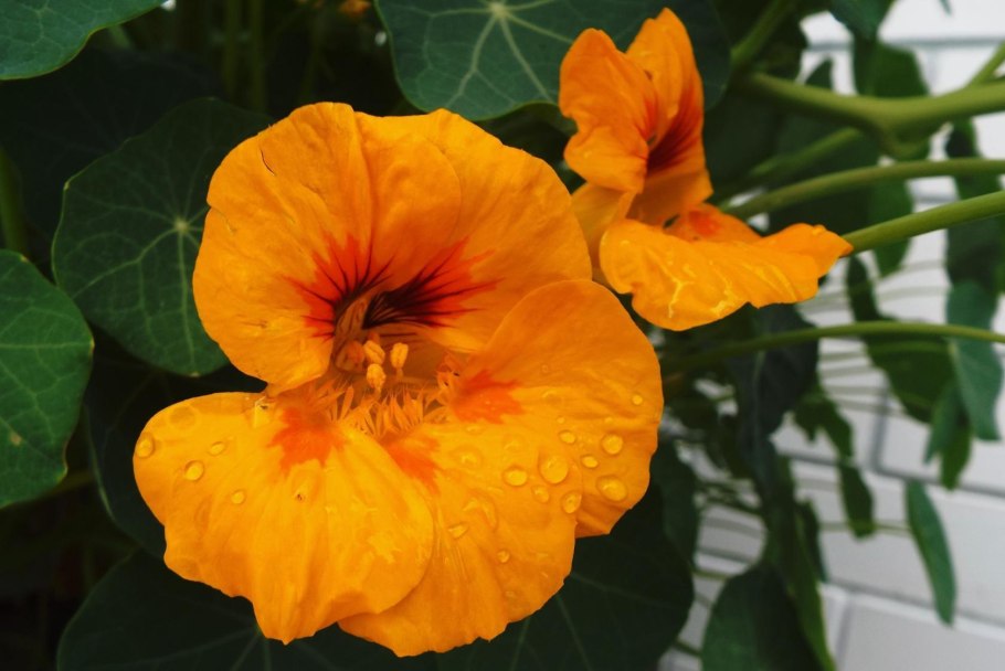 Настурция Майская