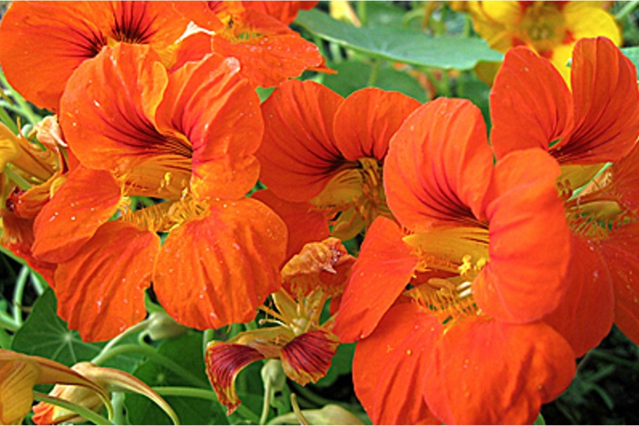 Настурция Шери Роуз