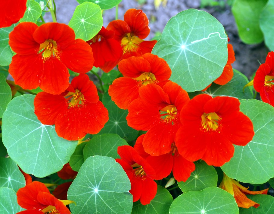 Настурция Король Теодор