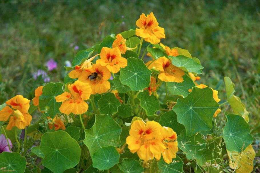 Настурция капуцин