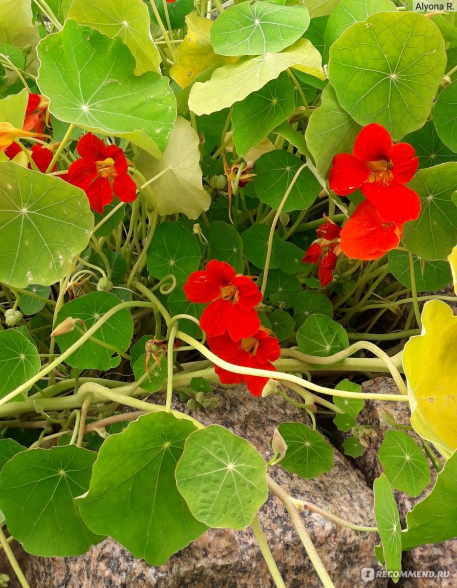 Настурция красная