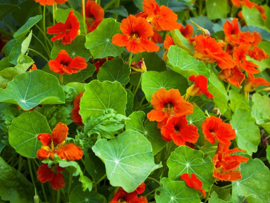 Настурция Майская