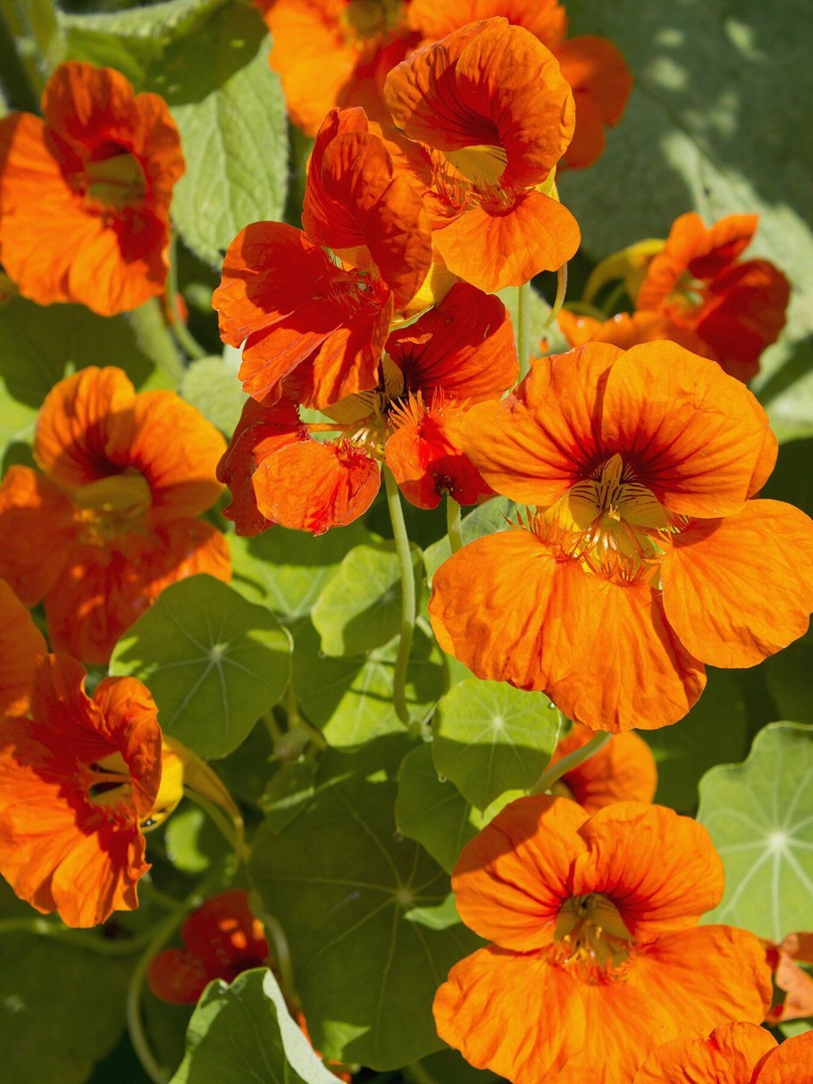 Настурция Мунлайт